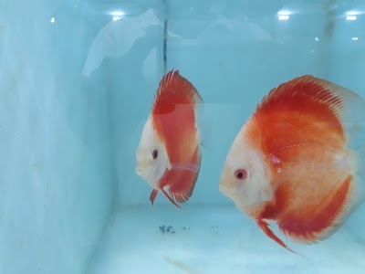 Photos of Akvo Discus Farm