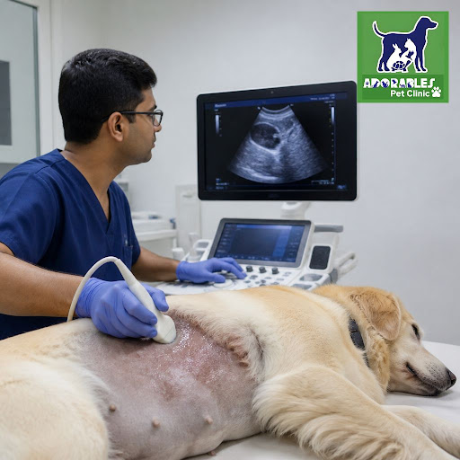 At Adorables Pet Clinic in Banjara Hills, Hyderabad, we use advanced diagnostic tools to detect h… post image