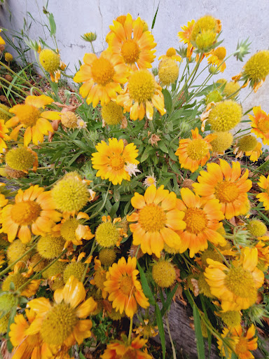 l'abc - Aiuola Botanica Comunale - Thumbnail