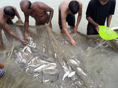 Photos of Nurul Amin Khan Fishery