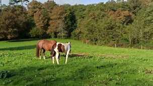 Photo n°2 de Ecurie Talhadjia à Pujo-le-Plan (Ferme d'élevage)