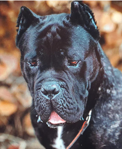 Michls Hundetreff Hundehotel und Ausbildungszentrum in Deinschwang