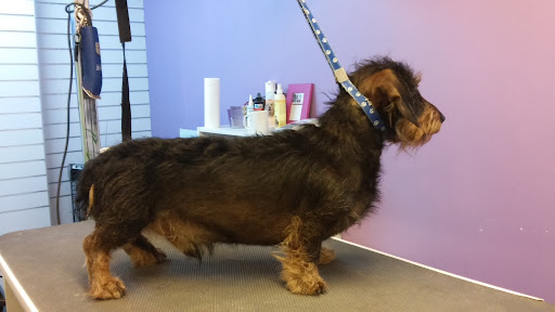 Piękny Pies. Salon pielęgnacji psów