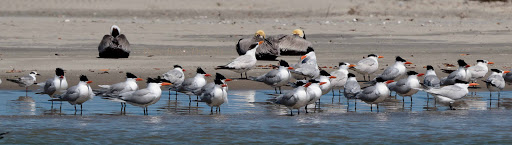Pure Baja Travels LLC - Thumbnail