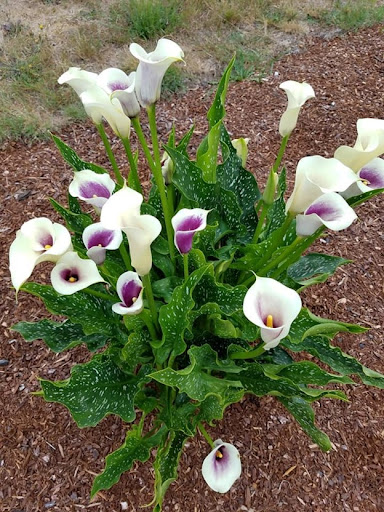 Pacific View Memorial Gardens & Crematory - Thumbnail