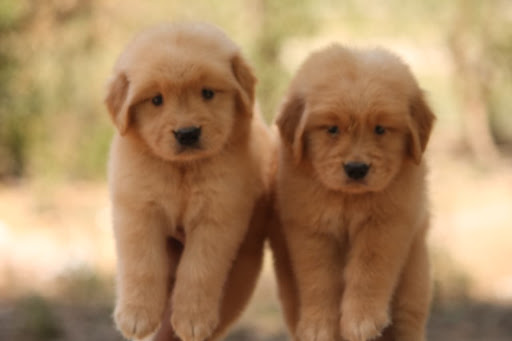 High quality golden retriever puppy available in Lucknow.. post image