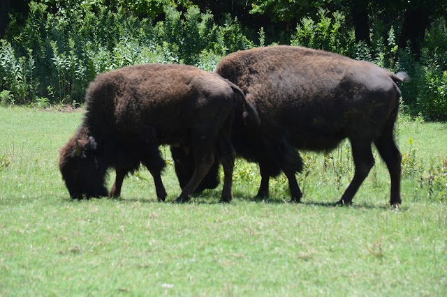 Chickasaw National Recreation Area
