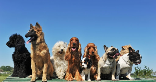 Love your pets Logo