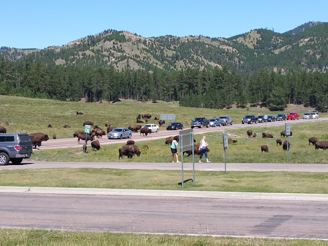 Custer State Park