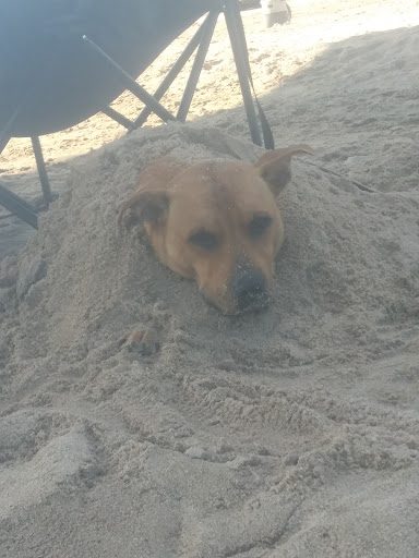 Enid SPCA - Visual