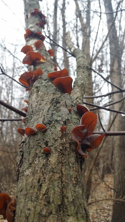 Photos of Marion Bottoms Conservation Area
