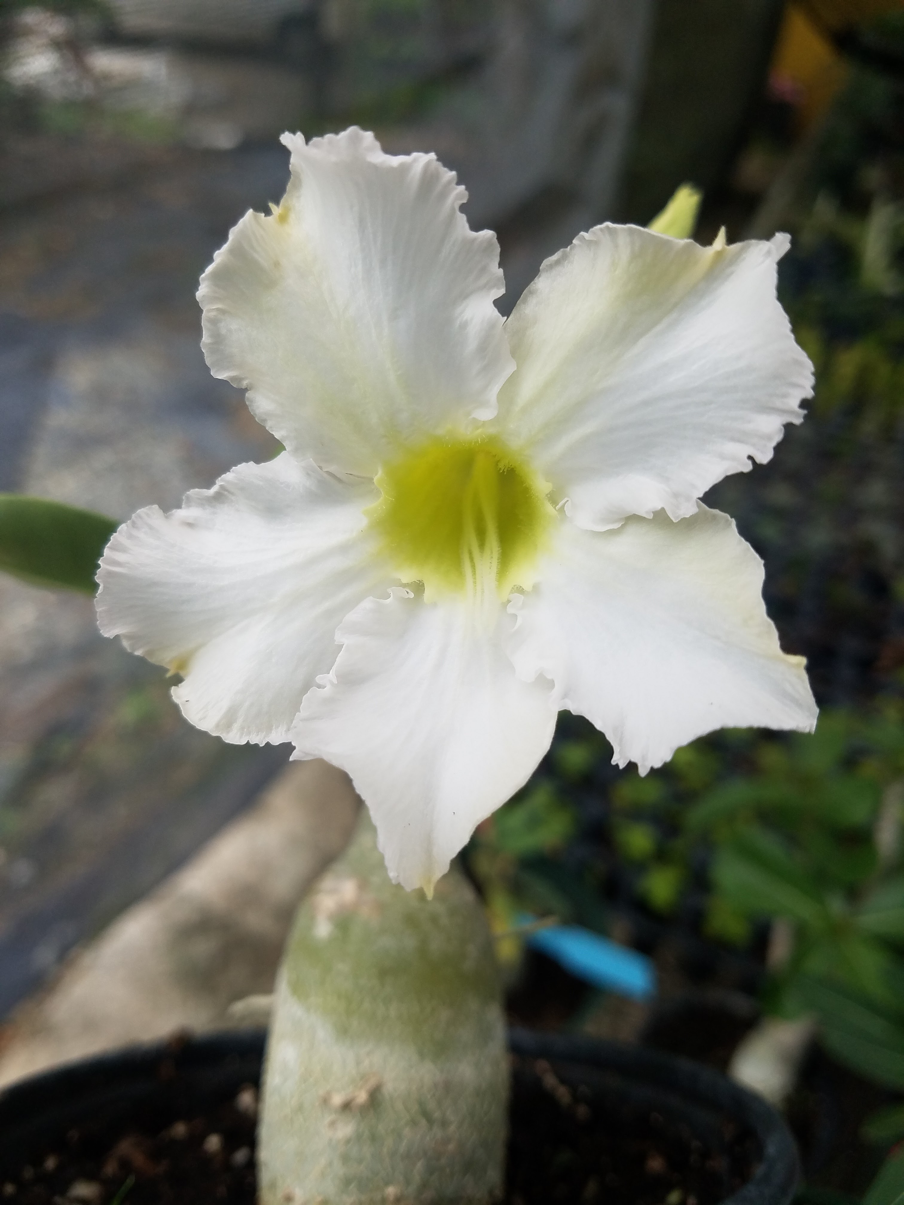 Vivero Xanadu