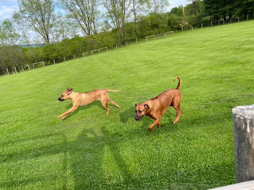 Great Fields Kennel - Thumbnail