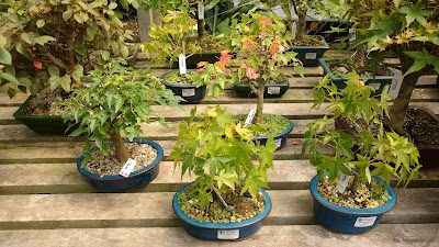 Photos of Floricultura Nipon Bonsai