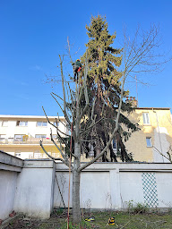 Photo n°13 de Gabard Elagage à Montreuil (Service d'entretien de pelouse)