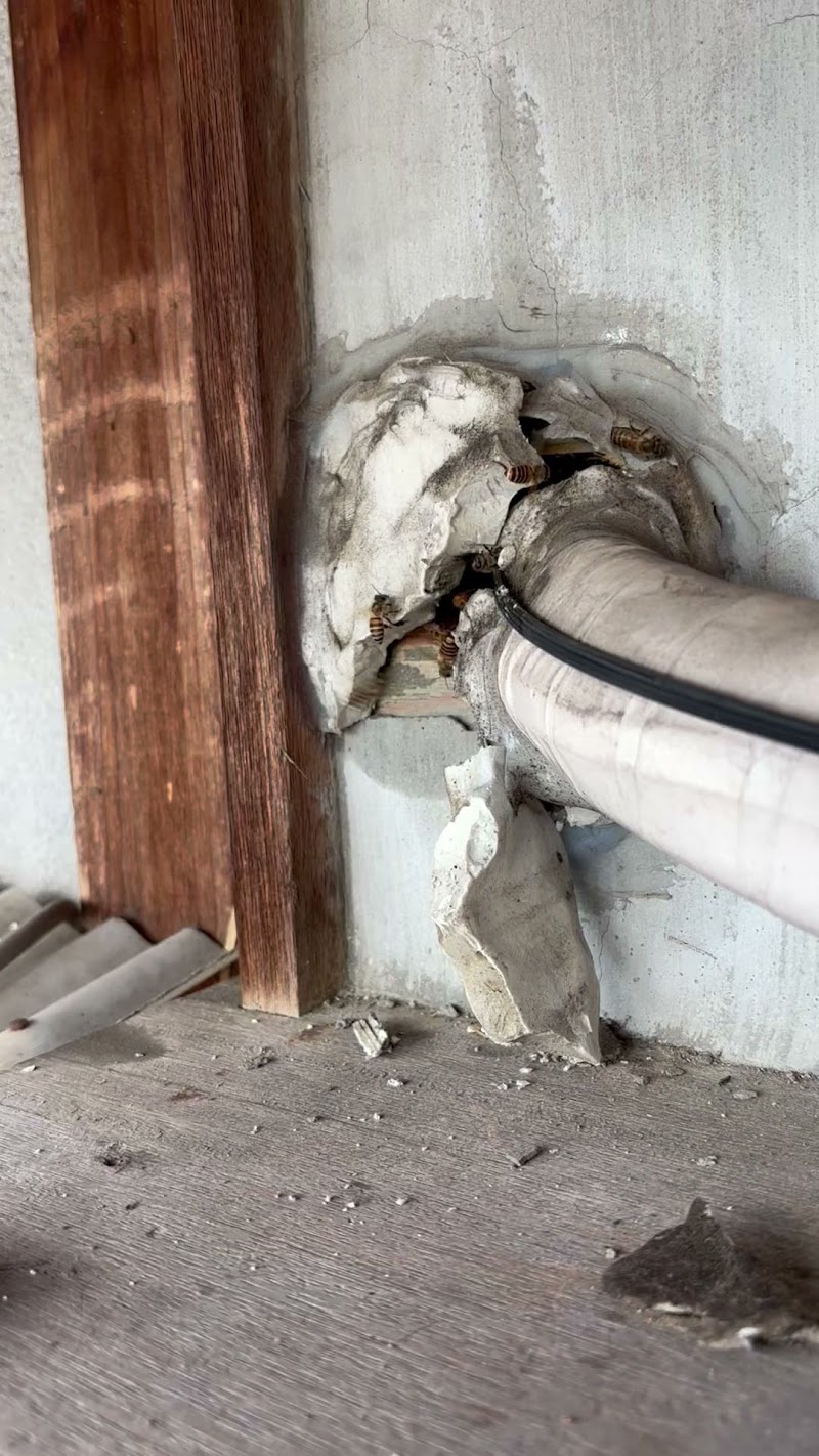 蜂の巣・蜂駆除の三原養蜂場