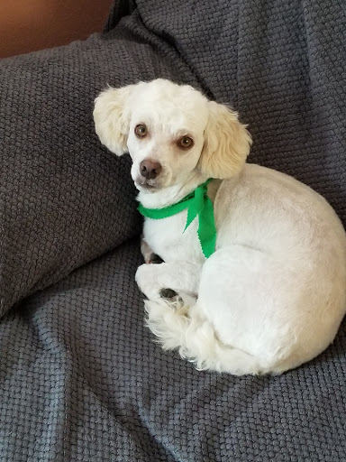 Saras Pampered Paws Gallery - United States