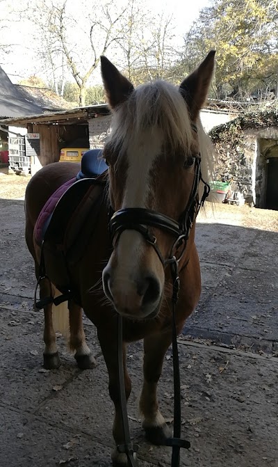 Photos of Ponyreiten Siebengebirge