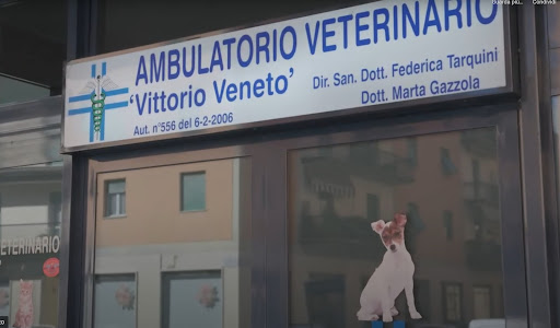 Ambulatorio Veterinario Associato Vittorio Veneto