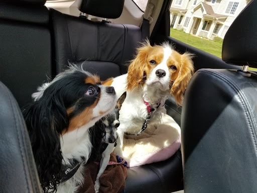 Claws-N-Paws Grooming - Thumbnail