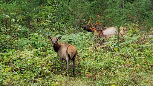 Day Lake Campground - Thumbnail