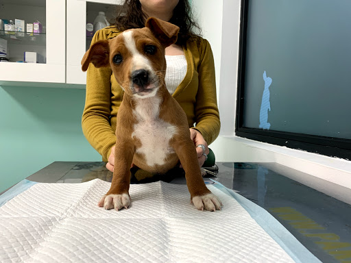 El Trébol Clínica Veterinaria