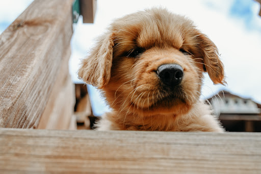 Platinum Golden Retrievers - Thumbnail