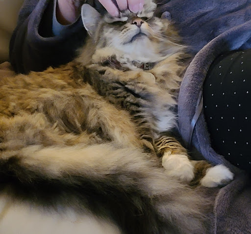 Carmichaels Cattery - Thumbnail