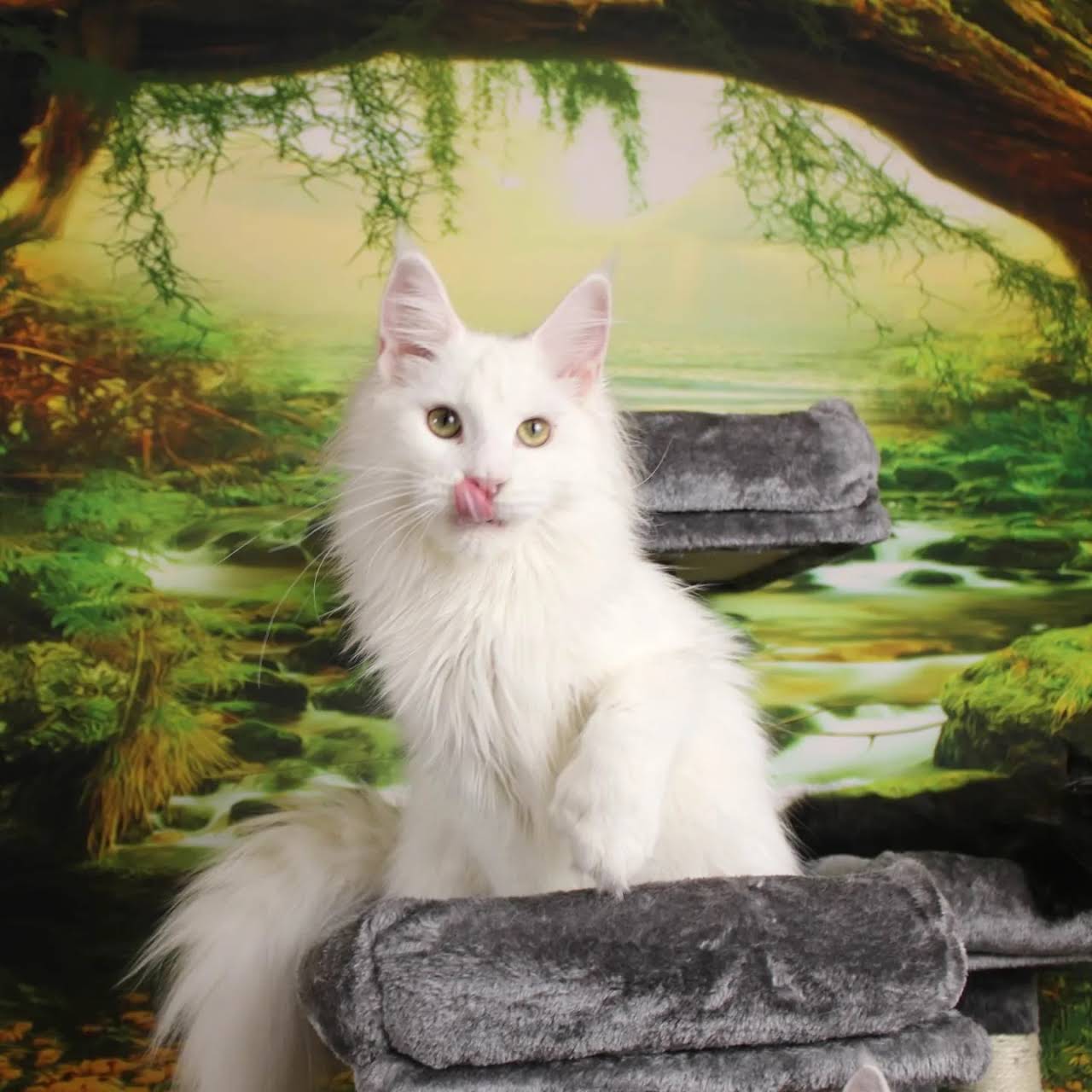 Texas Main Attraction Maine Coon Cattery - Cattery