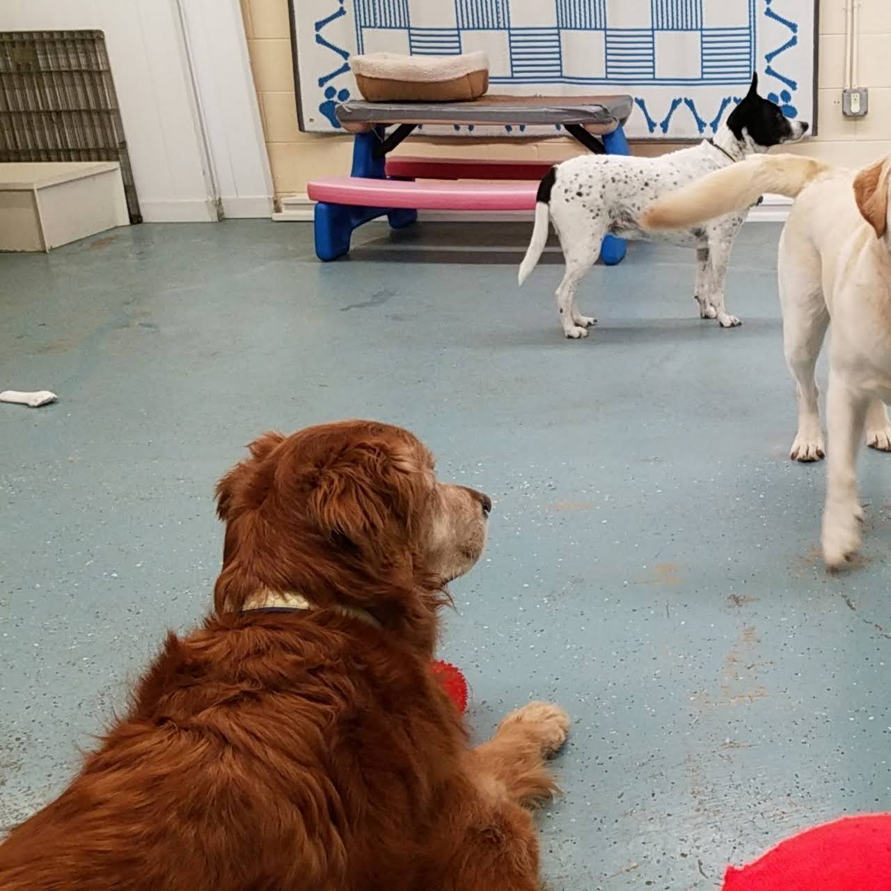 Forest Home Animal Clinic Doggie Day Camp & Boarding Dog day care