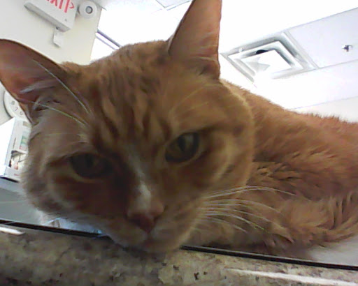 Thunderbird Animal Hospital