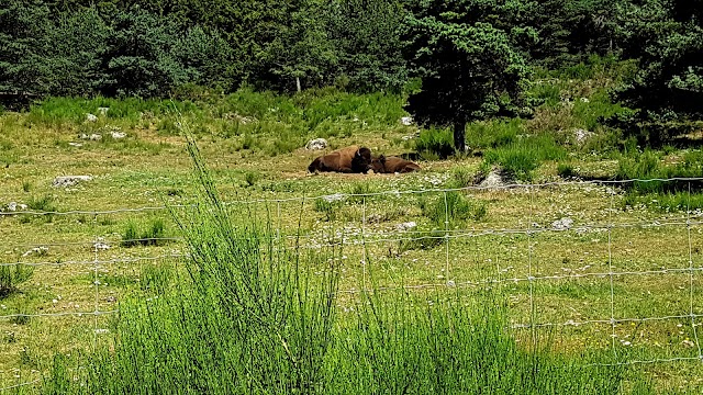 Réserve des Bisons d'Europe de la Margeride