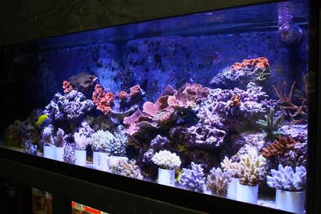 Tropical Island Aquarium Salt Water Fish Store Long Island Gallery - United States