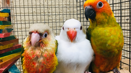 Rene's Exotic Parrots Logo