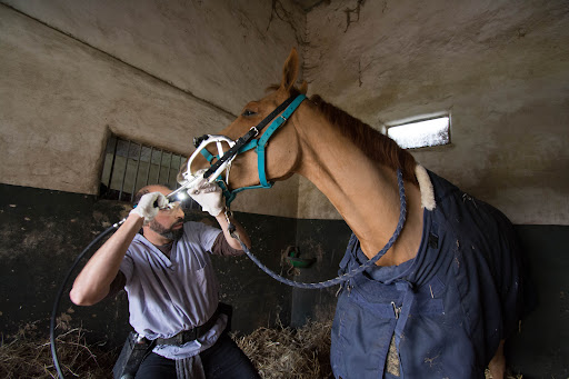 Nicolas keriven Technicien dentaire equin