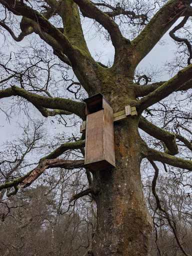 Hermand Birch Wood - Thumbnail