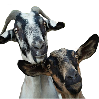 Ledgeway Farm Goat Milk Soap