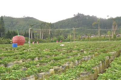 Photos of Peak Berry Farm