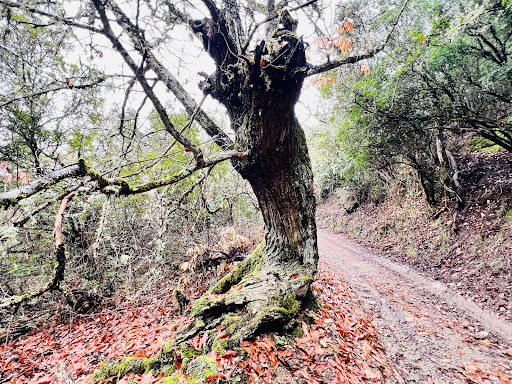 Ruta de El Castrelín y Peón - Thumbnail