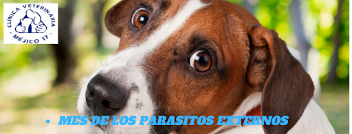 Clínica Veterinaria Méjico 17
