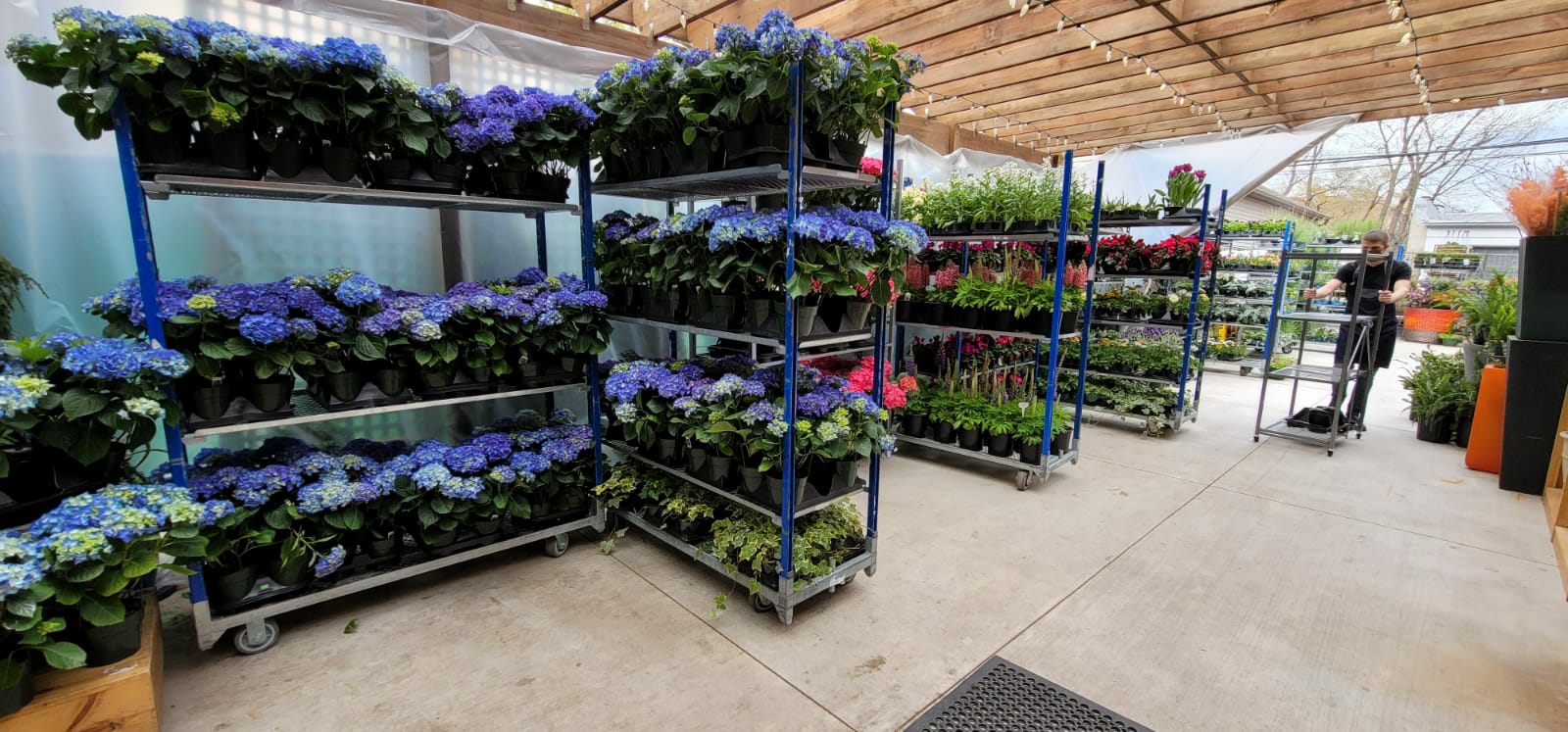 CHICAGO BLOOM