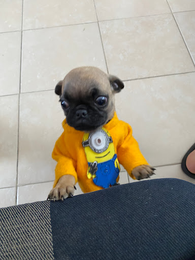 Centro Médico Veterinario Arcadian - Thumbnail