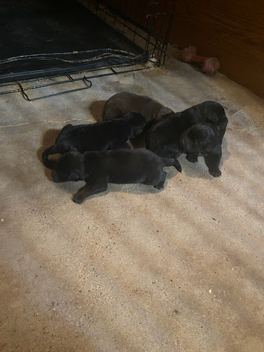 Ruggles Rainbow Labs - Thumbnail