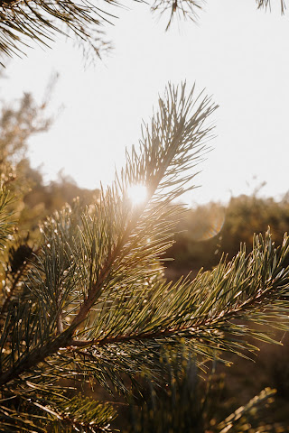 HUNTSMAN AND THE BUTCHER by null