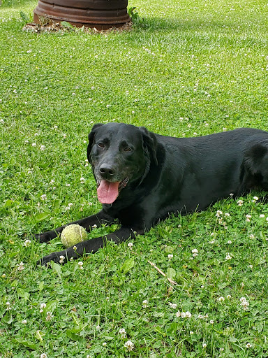 Pets Allowed Gallery - United States