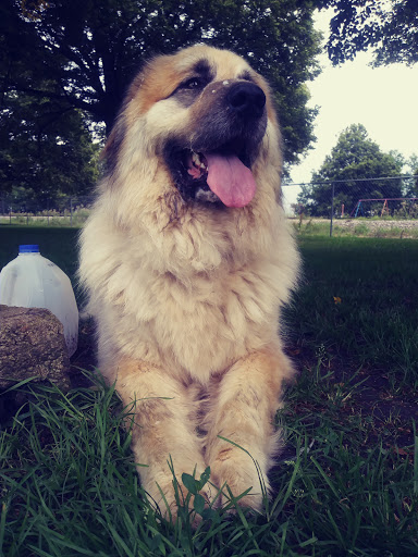 Kaufman Dog Park - Thumbnail