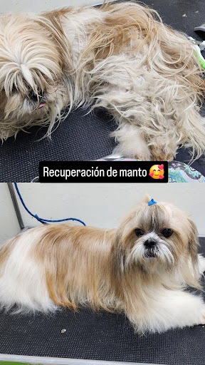 Clínica Veterinaria El Dorado