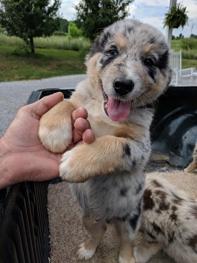 Notchey Creek Veterinary