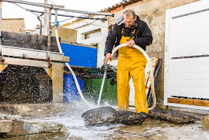 Photo n°7 de La Ferme Marine des Aresquiers à Vic-la-Gardiole (Élevage de fruits de mer)