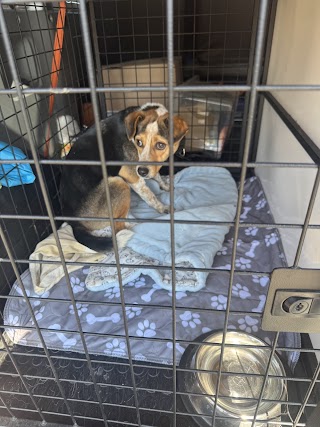 European Family Pet Transport